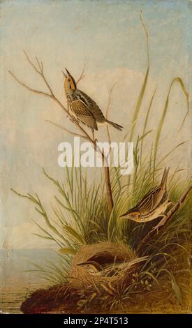 Joseph Bartholomew Kidd, after John James Audubon Sharp-Tailed Finch 1830 Stock Photo