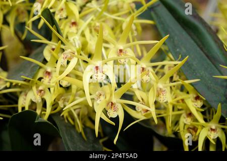 Dendrobium Hilda Poxon orchid in flower. Stock Photo
