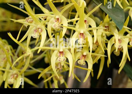 Dendrobium Hilda Poxon orchid in flower. Stock Photo