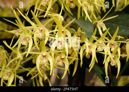 Dendrobium Hilda Poxon orchid in flower. Stock Photo