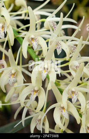 Dendrobium speciosum orchid in flower. Stock Photo