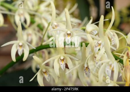 Dendrobium speciosum orchid in flower. Stock Photo