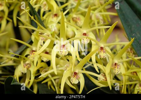 Dendrobium Hilda Poxon orchid in flower. Stock Photo