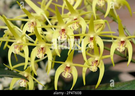 Dendrobium Hilda Poxon orchid in flower. Stock Photo