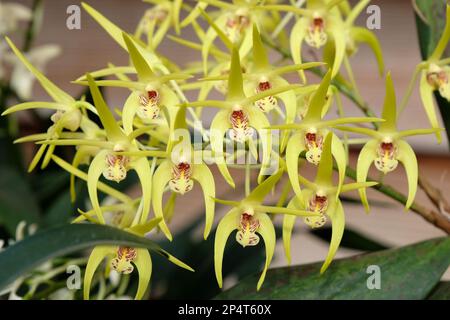 Dendrobium Hilda Poxon orchid in flower. Stock Photo