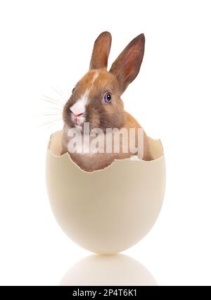 Easter image of a sweet little baby bunny sitting in a broken egg Stock Photo