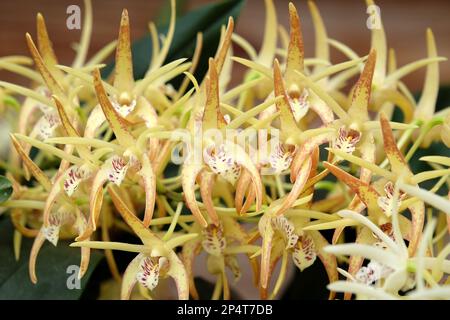 Dendrobium Hilda Poxon orchid in flower. Stock Photo