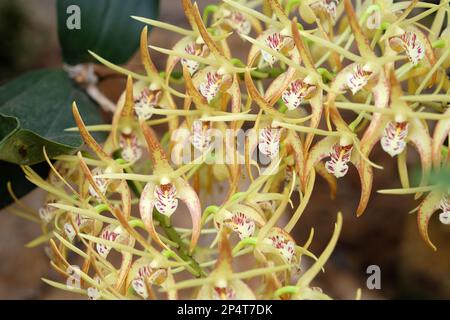 Dendrobium Hilda Poxon orchid in flower. Stock Photo