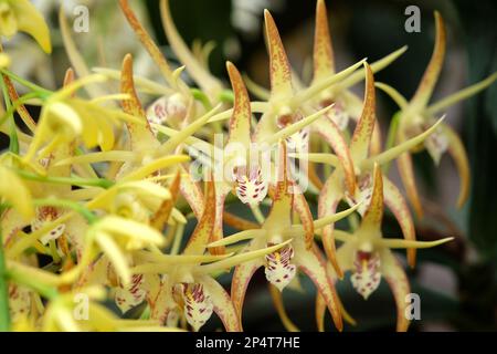 Dendrobium Hilda Poxon orchid in flower. Stock Photo