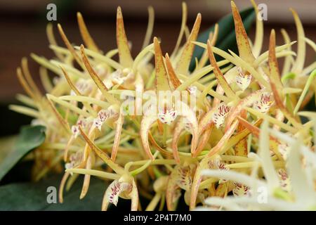 Dendrobium Hilda Poxon orchid in flower. Stock Photo