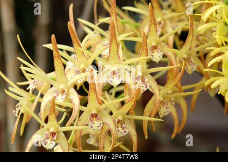 Dendrobium Hilda Poxon orchid in flower. Stock Photo