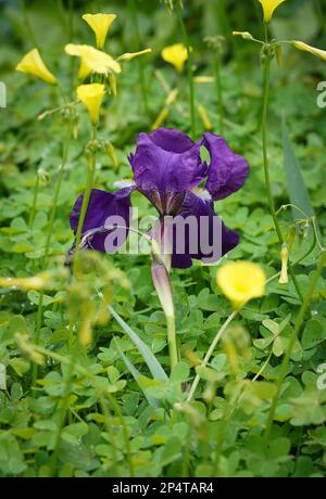 Blooming German Iris, Iris Germanica, Bearded iris, in wild mediterranean garden. with Bermuda buttercup around it, Spain. Stock Photo