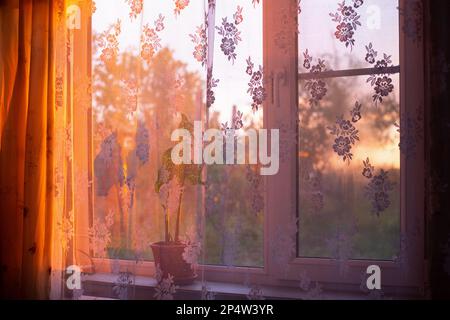 Sunlight falling through a window with a see-through curtain, with a flower in a pot on the windowsill, on a spring evening at sunset. Stock Photo