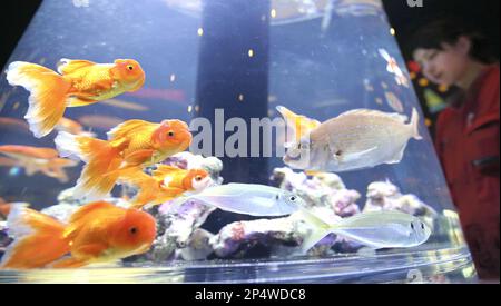 Fresh water and saltwater fish swim together in a cylindrical aquarium containing water suitable for both kinds of fish in Hachinohe Aomori Prefecture on Dec. 17 2013. The aquarium at Hachinohe city