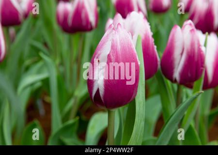 Bright and colorful flowerbed of Purple white Tulip Stock Photo