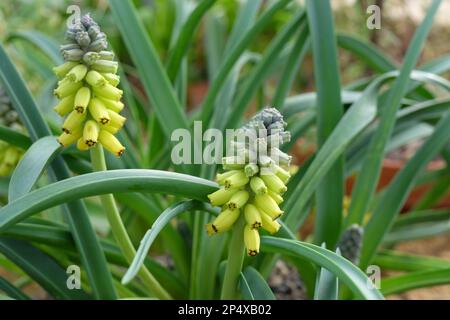 Muscari macrocarpum 'Golden Fragrance' in flower. Stock Photo