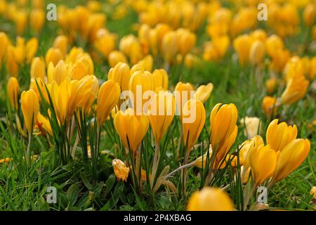 Crocus vernus 'Yellow'  in flower. Stock Photo