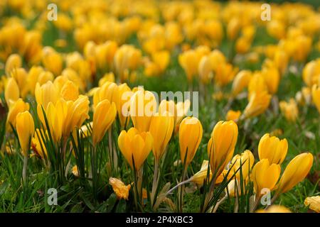 Crocus vernus 'Yellow'  in flower. Stock Photo