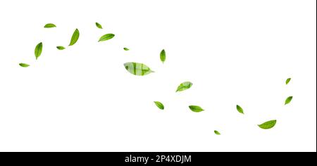 Green leaves fly with a gust of wind. Stock Vector