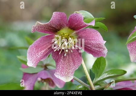 Purple speckled Hellebores, or lenten rose, in flower Stock Photo
