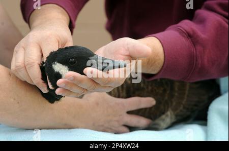 Animal chiropractor works the neck of a Canada goose at Wildbird