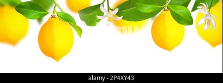 Lemon plantation, panorama with isolated background Stock Photo