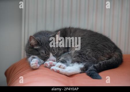 Grey cat sleeping on orange couch next to a radiator. Lazy domestic pet resting inside on a cold winter day. Stock Photo