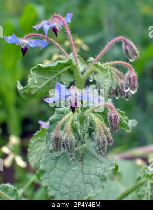 In summer, borage (Borago officinalis) grows in nature Stock Photo