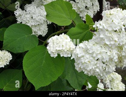 Tree hydrangea is blooming in the garden Stock Photo