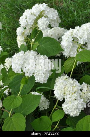 Tree hydrangea is blooming in the garden Stock Photo