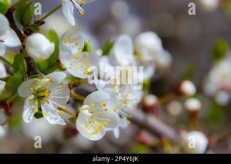 Spring blossoms of Spreading Plum tree, Prunus divaricata, white flowers blooming during Spring Sakaru season. Macro closeup. Stock Photo