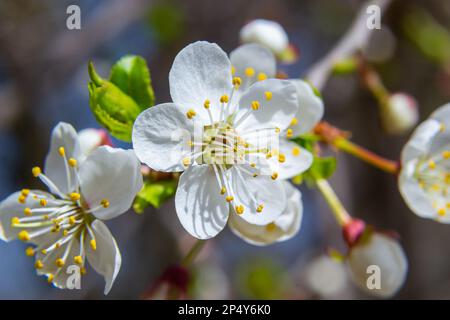 Spring blossoms of Spreading Plum tree, Prunus divaricata, white flowers blooming during Spring Sakaru season. Macro closeup. Stock Photo