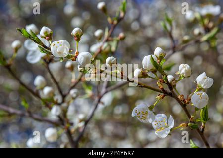 Spring blossoms of Spreading Plum tree, Prunus divaricata, white flowers blooming during Spring Sakaru season. Macro closeup. Stock Photo