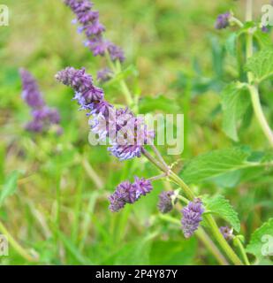 In the wild, it blooms among grasses Salvia verticillata Stock Photo