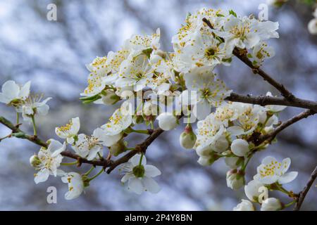 Prunus Cerasifera Blooming white plum tree. White flowers of Prunus Cerasifera. Stock Photo