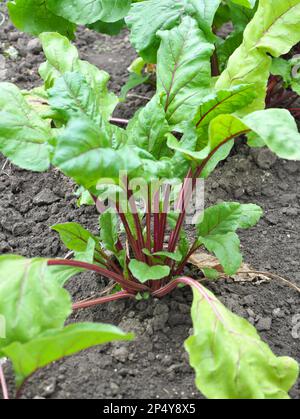 Red table beet grows in open organic soil Stock Photo