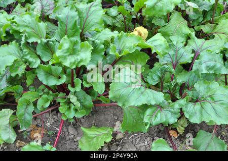 Red table beet grows in open organic soil Stock Photo