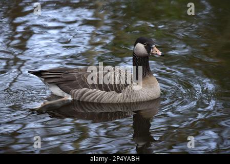Close-Up Image of a Canada Goose x Greylag Goose (Branta canadensis x Anser anser) Swimming From Left to Right in Rippled Lake Water, in Winter in UK Stock Photo