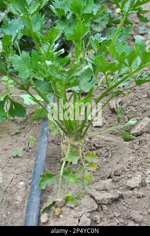 Celery grows in open organic soil in the garden Stock Photo