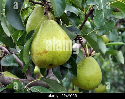 In the orchard, pears ripen on the tree branch. Stock Photo