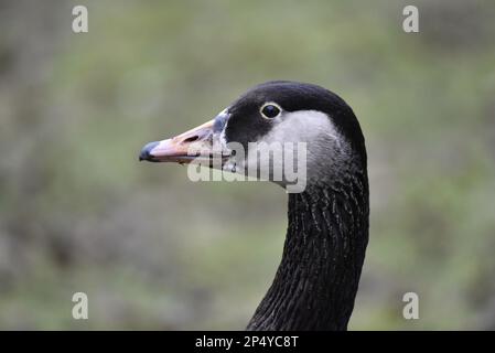 Close-Up Left-Profile Head and Neck Portrait of a Canada Goose x Greylag Goose (Branta canadensis x Anser anser) against a Green Background, UK Stock Photo