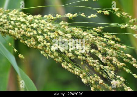 Common sorghum (Sorghum bicolor) grows in a farm field Stock Photo - Alamy