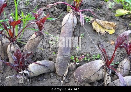 Red table beet grows in open organic soil Stock Photo