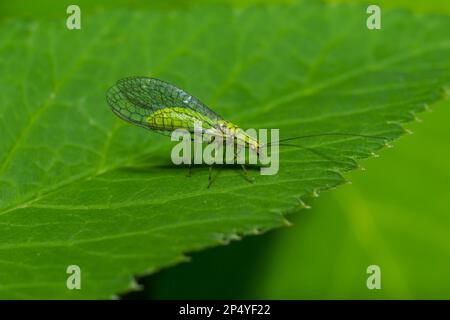 Green Lacewing, Chrysopa perla, hunting for aphids. It is an insect in the Chrysopidae family. The larvae are active predators and feed on aphids and Stock Photo