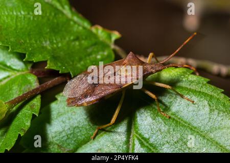 Squash bug Coreus marginatus. Dock bug Coreus marginatus on a green leaf of grass. Stock Photo