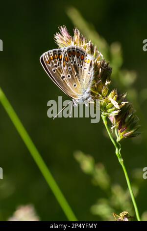 Close-up photo of butterfly Polyommatus Icarus which sits on a dry grass. Stock Photo