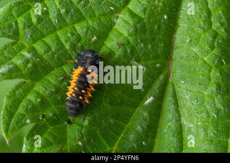 Macro Photo of Ladybug Larvae on Green Leaf Isolated on Backgrou. Stock Photo
