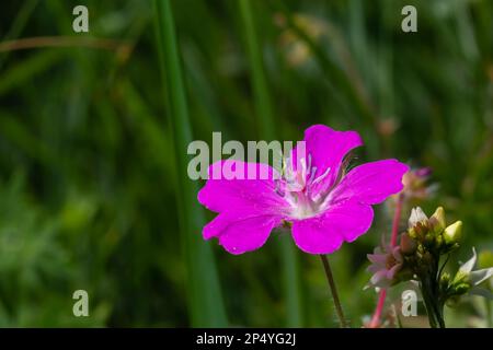 Purple flowers of Wild Geranium maculatum close up. Spring nature, spring garden. Geranium maculatum, the wild geranium is a perennial plant native to Stock Photo