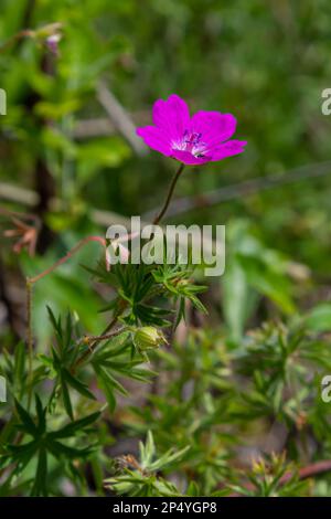 Purple flowers of Wild Geranium maculatum close up. Spring nature, spring garden. Geranium maculatum, the wild geranium is a perennial plant native to Stock Photo