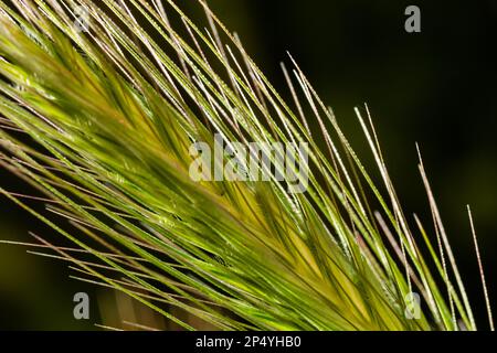 In the wild, as a weed grows barley Hordeum murinum. Stock Photo
